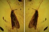 Detailed Fossil Caddisfly (Trichopterae) In Baltic Amber #105486-2